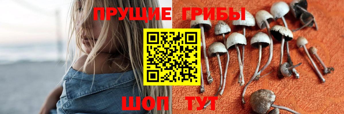 Галлюциногенные грибы Psilocybine cubensis Ипатово